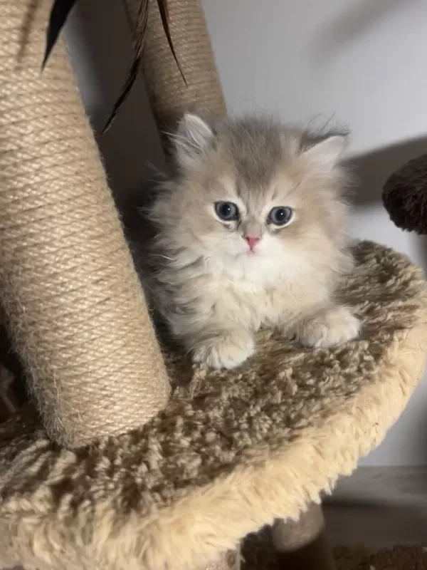 British Longhair Ay12 İkiz Erkek Dişi Kardeşler