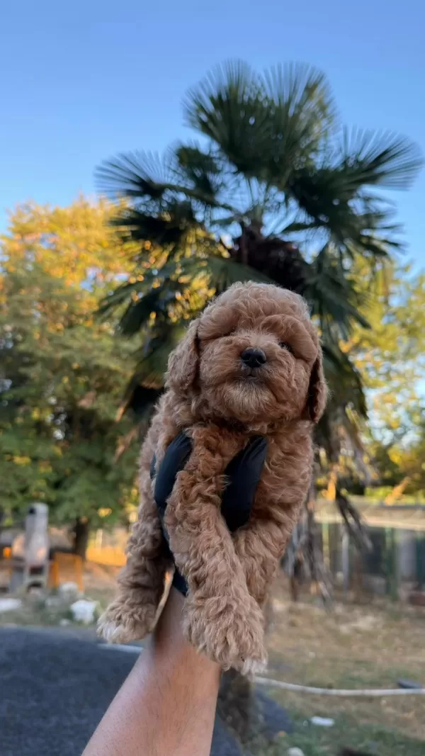 Harika Kore Maltipoo