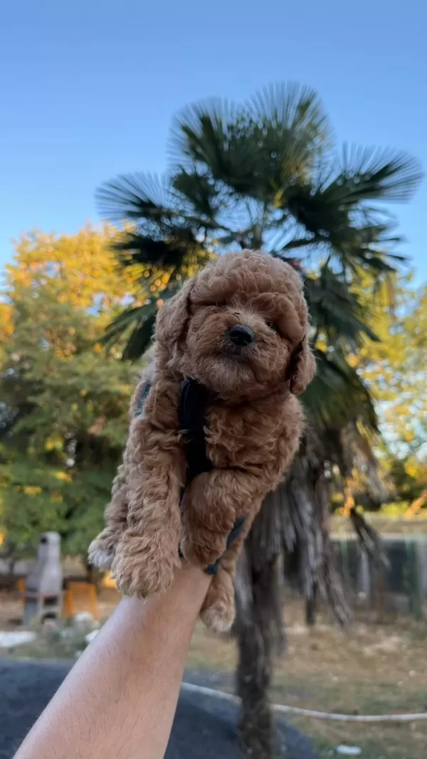 Harika Kore Maltipoo
