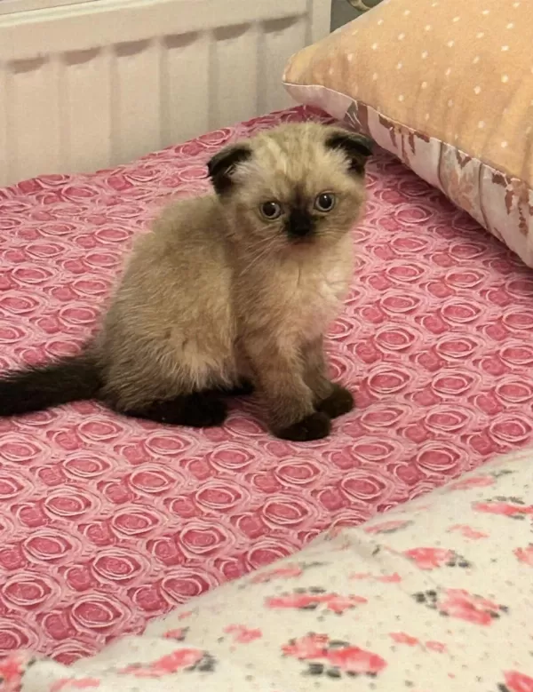Scottish Fold Çikolata Point Dişi Mamaya Sahiplendirilecek