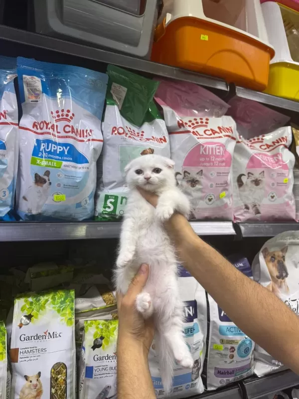 Dişi Ve Erkek Süt Beyaz Scottish Fold Bebekler