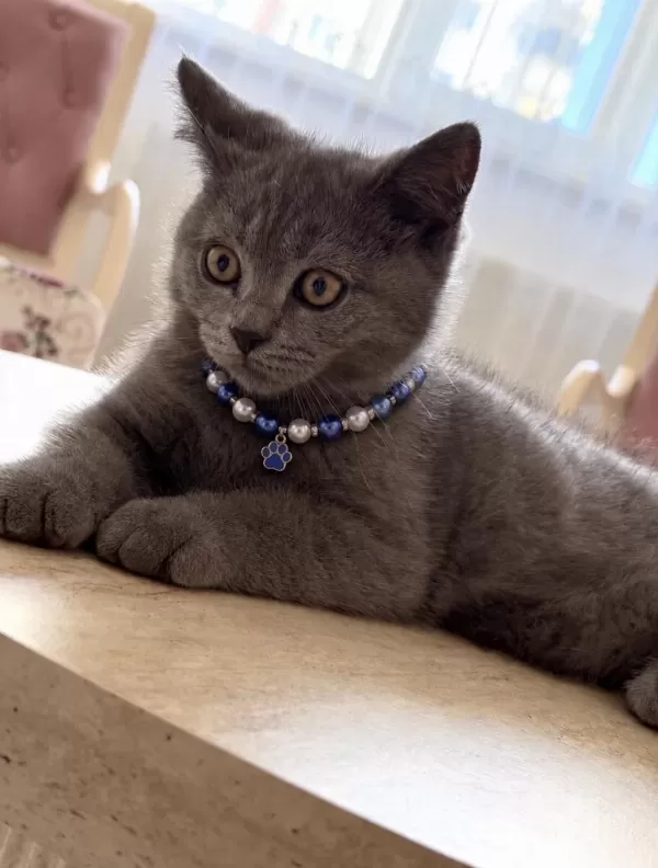 British Shorthair 3 Aylık