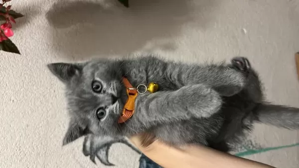 British Shorthair 3 Aylık