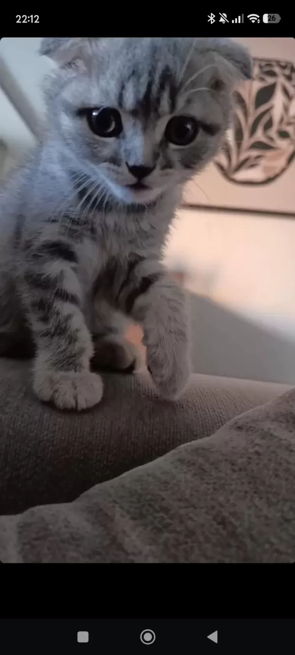 3 Aylık Scottish Fold Bebek Yeni Yuvasını Bekliyor