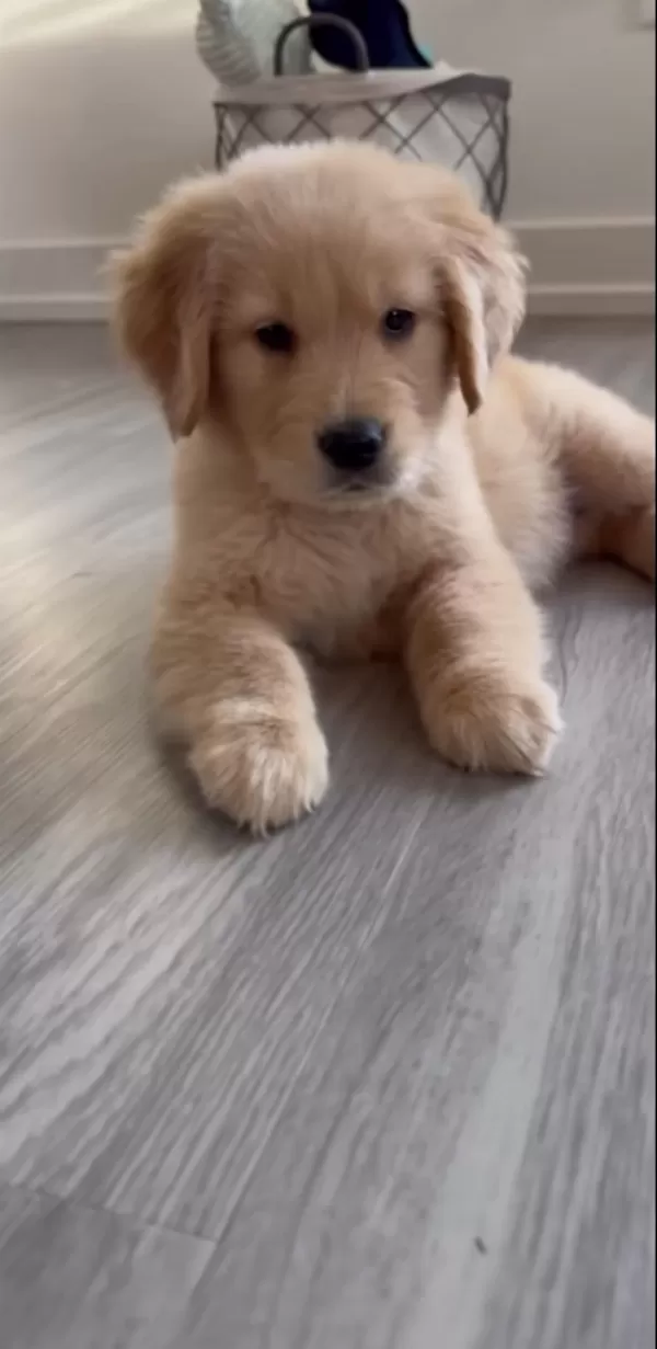 Golden Retriever Sağlikli Ve Bakimli