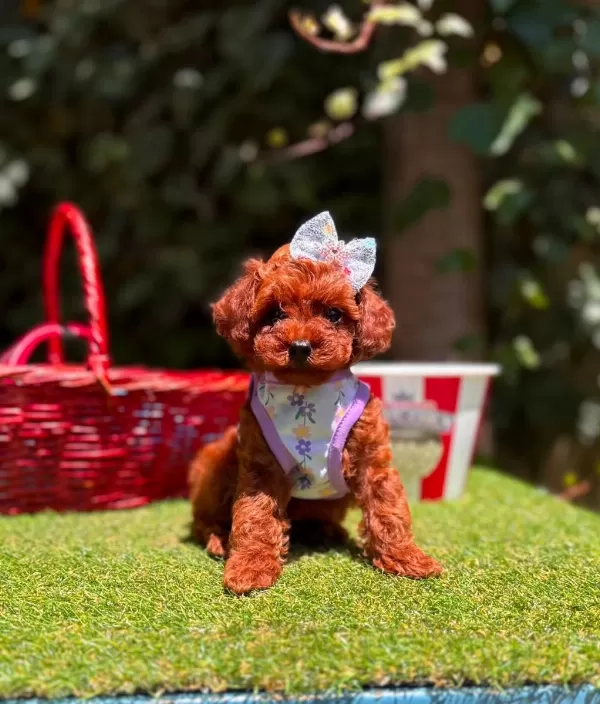 Safkan Toy Poodle Yavrularımız