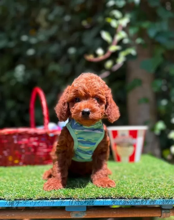 Safkan Toy Poodle Yavrularımız