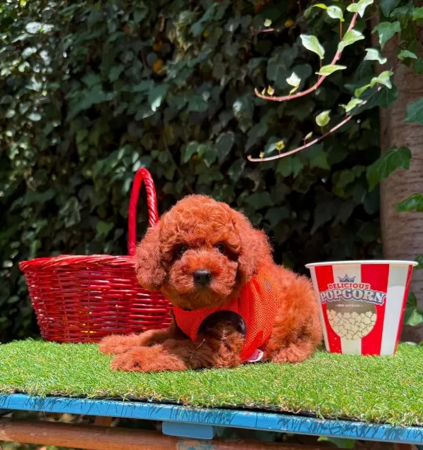 Safkan Toy Poodle Yavrularımız