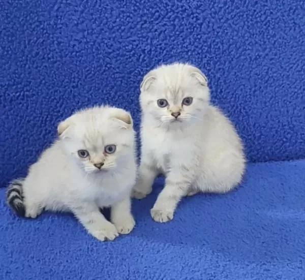 Teslime Hazir Mükemmel Bir Scottish Fold Yavrular