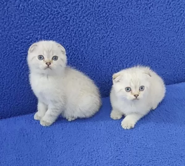 Teslime Hazir Mükemmel Bir Scottish Fold Yavrular