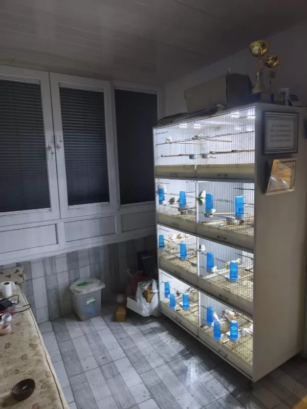 Bengal İspinozu Kuşlar
