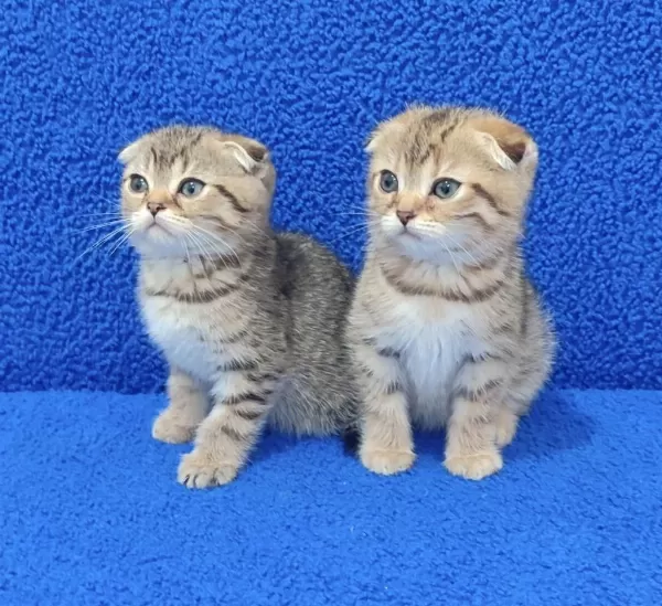 Teslime Hazir Mükemmel Bir Scottish Fold Bebekler