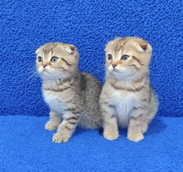 Teslime Hazir Mükemmel Bir Scottish Fold Bebekler