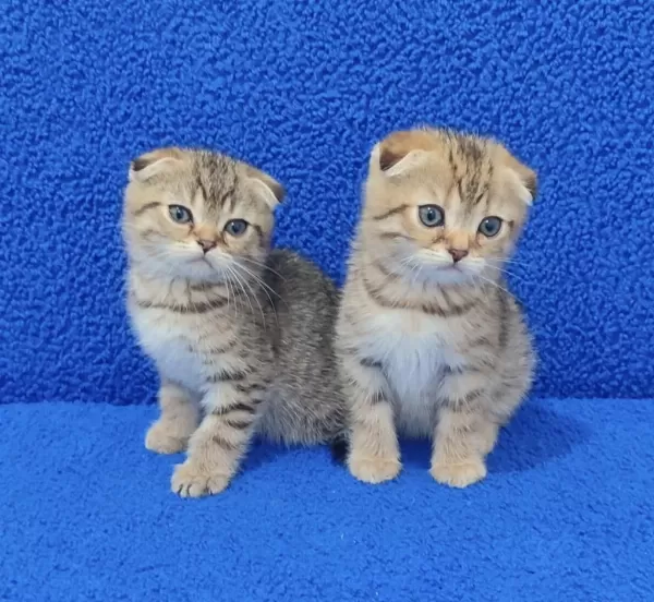 Teslime Hazir Mükemmel Bir Scottish Fold Bebekler