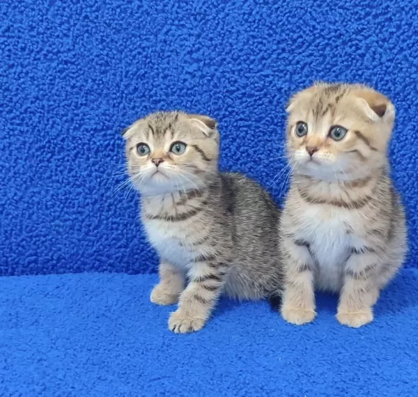 Teslime Hazir Mükemmel Bir Scottish Fold Bebekler