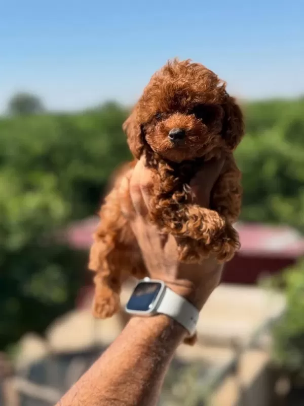 Aşili Çiş Eğitimli Kore Poodle Bebekler