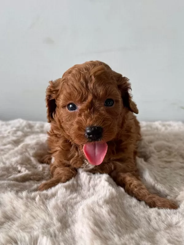 Denizli Merkez Teslime Hazir Poodle Yavrular