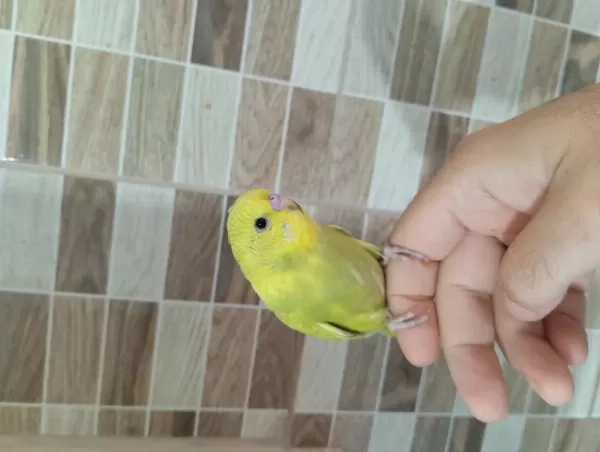 Muhabbet Kuşu Yavruları