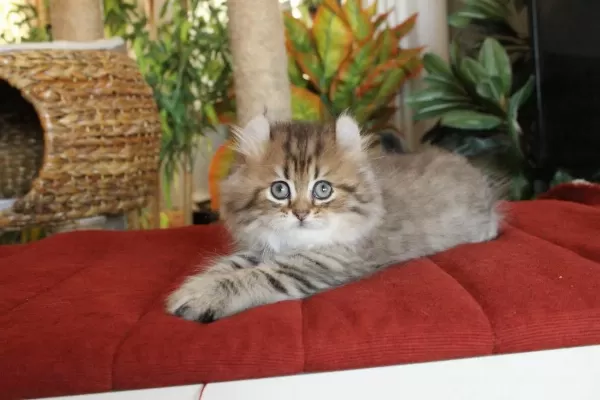 American Curl Türkiyede Tek Safkan Şecereli Zeki Oyuncu