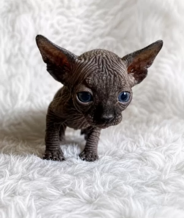 A Kalite Black Sphynx