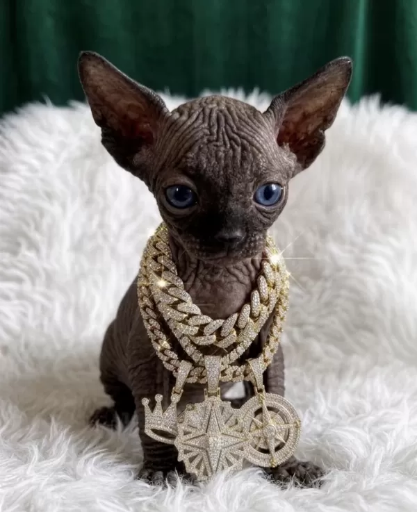 A Kalite Black Sphynx
