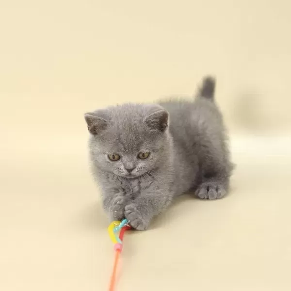 British Shorthair Yavrulari