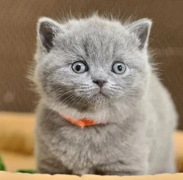 British Shorthair Yavrulari