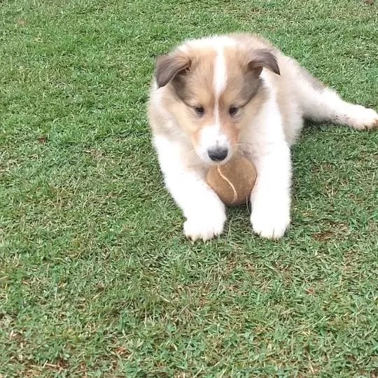 Rough Collie ( Lessie ) Yavrulari
