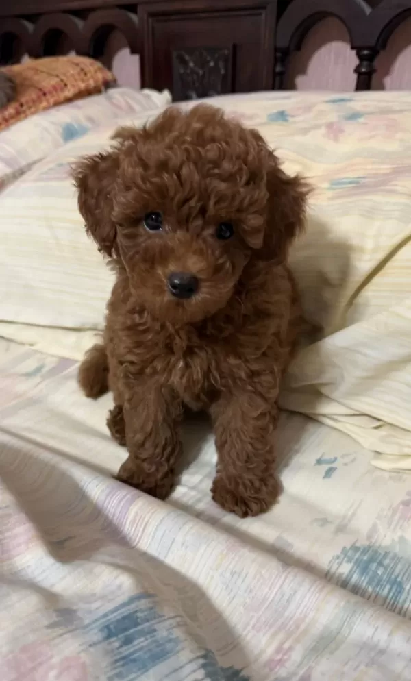 Sevimli Poodle Bebekler