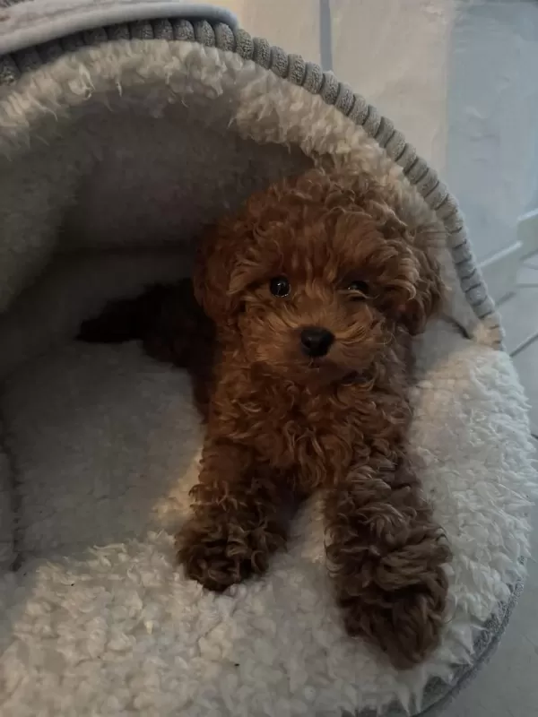 Sevimli Poodle Bebekler