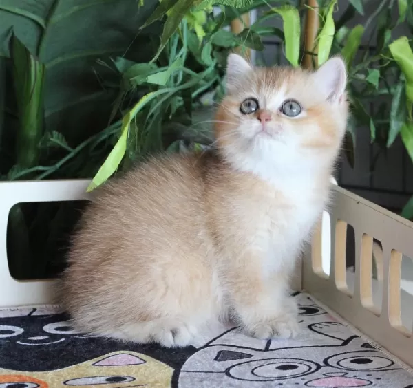 Safkan Şecereli Oyuncu Dişi British Shorthair Hemen Teslim