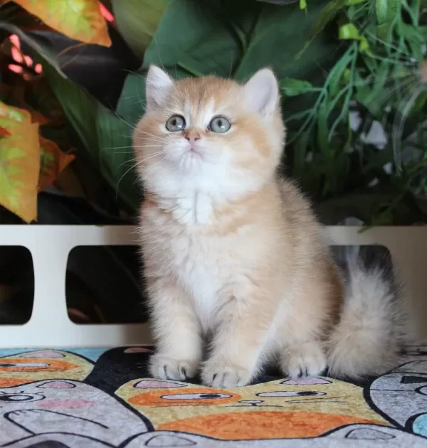 Safkan Şecereli Oyuncu Dişi British Shorthair Hemen Teslim
