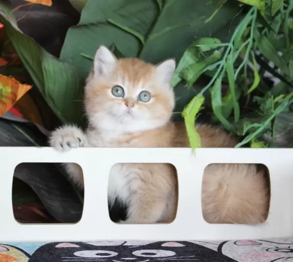 Safkan Şecereli Oyuncu Dişi British Shorthair Hemen Teslim