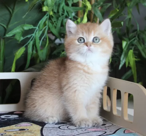 Safkan Şecereli Oyuncu Dişi British Shorthair Hemen Teslim