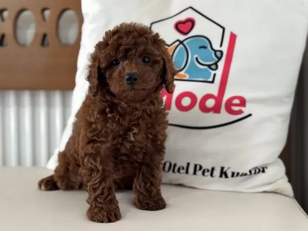 Ankarada Ziyarete Açık Redbrown Toy Poodle Lar