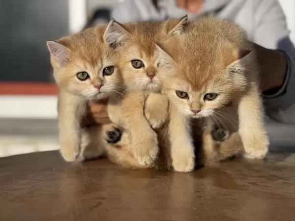 En Güzel Golden British Shorthair Yavrularımız