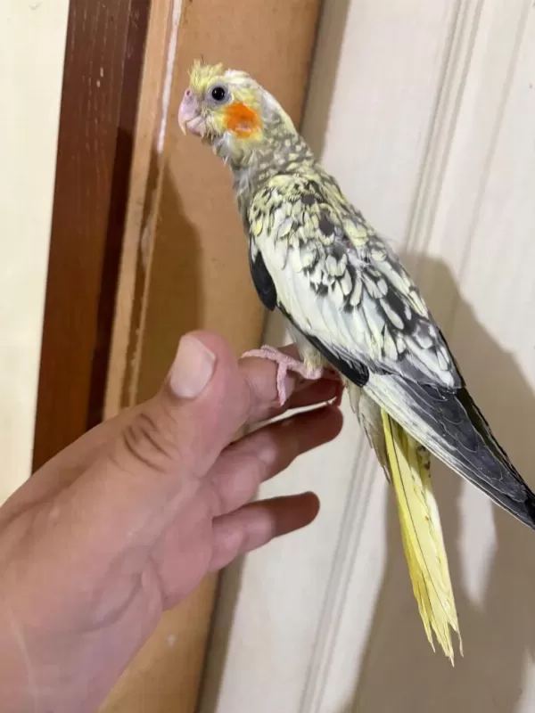 45 Günlük Pearl Bebek Sultan