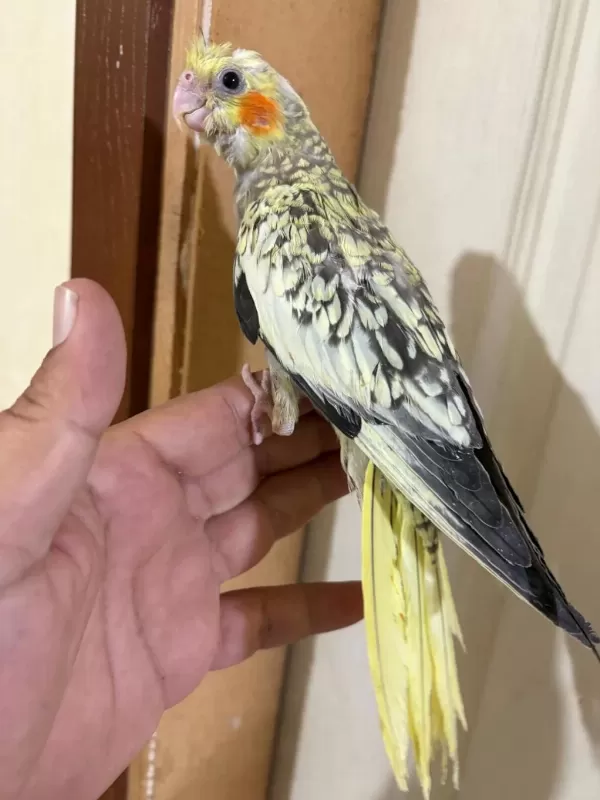 45 Günlük Pearl Bebek Sultan