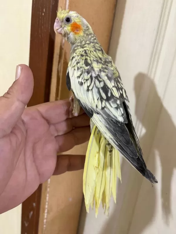 45 Günlük Pearl Bebek Sultan