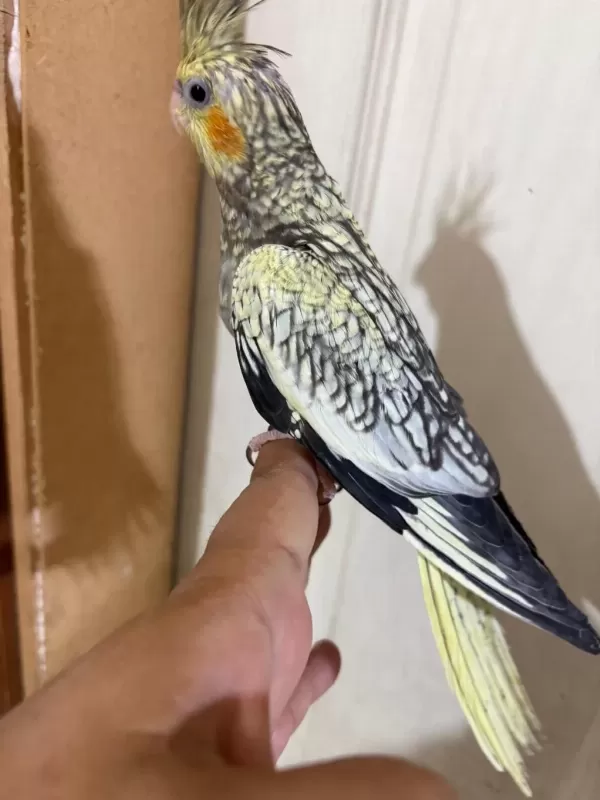 46 Günlük Kusursuz Bebek Sultan Papağanı