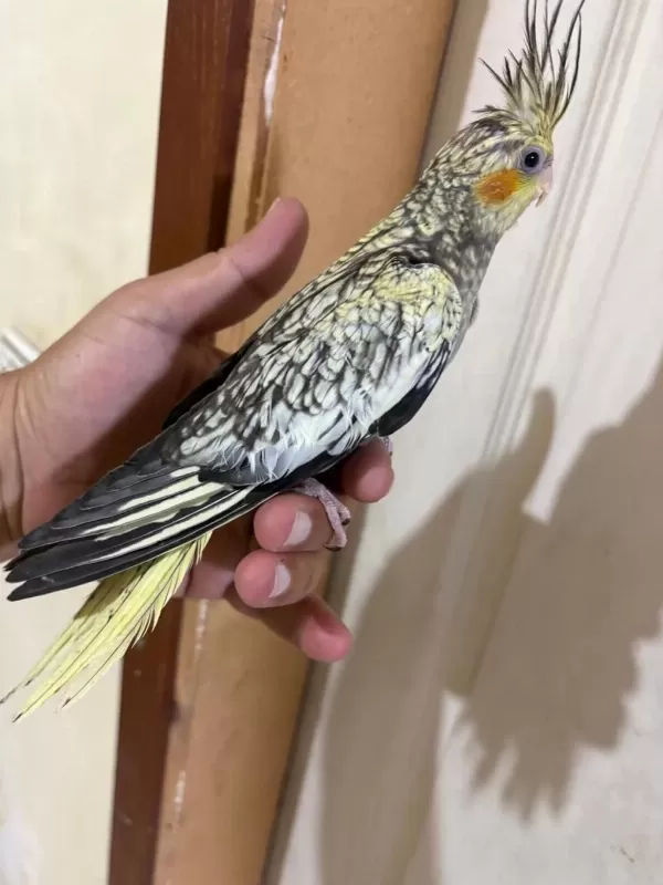 46 Günlük Kusursuz Bebek Sultan Papağanı