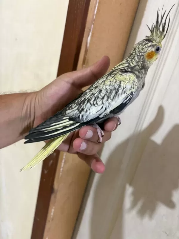 46 Günlük Kusursuz Bebek Sultan Papağanı
