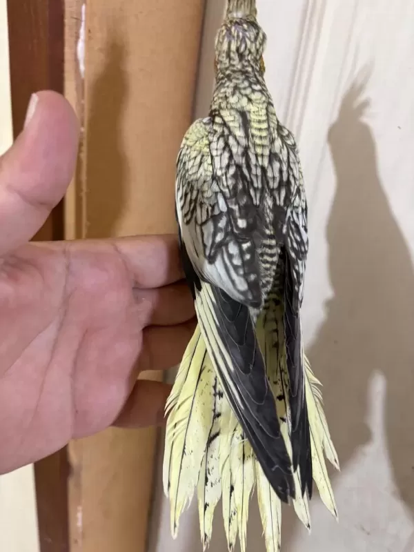 46 Günlük Kusursuz Bebek Sultan Papağanı