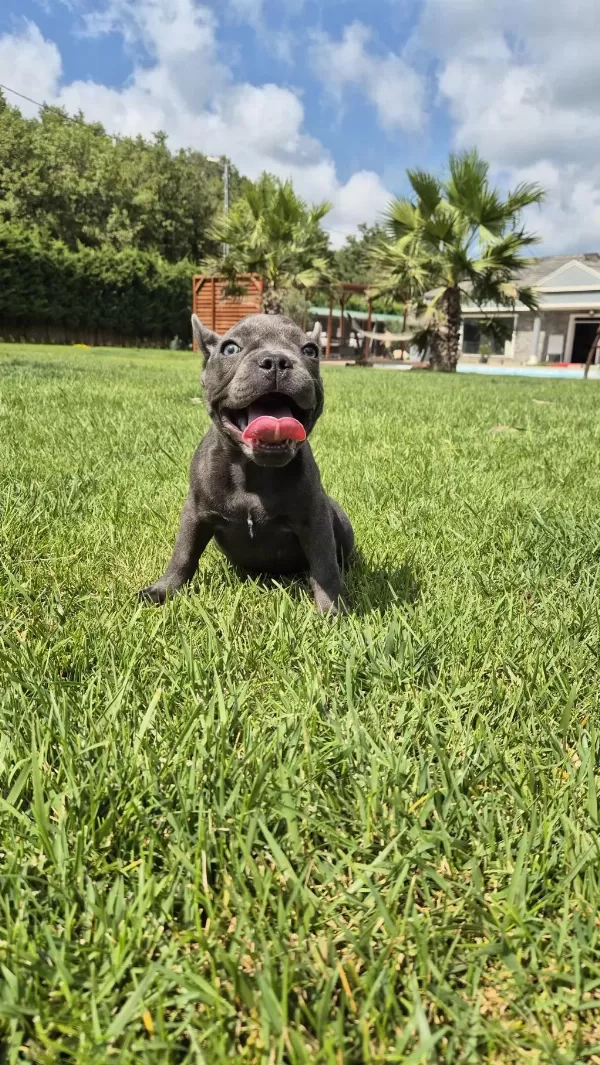 Blue French Bulldog Yavruları İstanbul