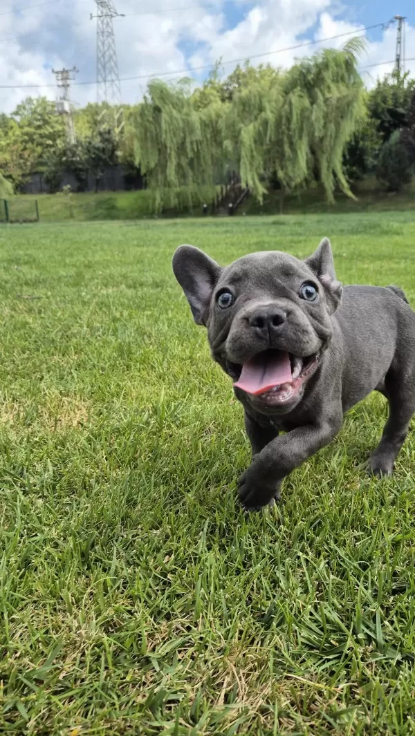 Blue French Bulldog Yavruları İstanbul