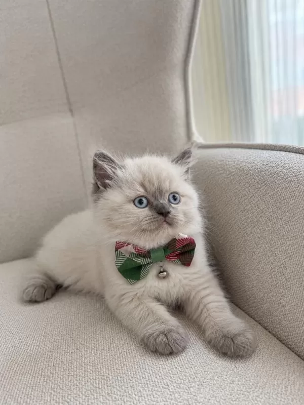 Safkan Blue Point British Shorthair
