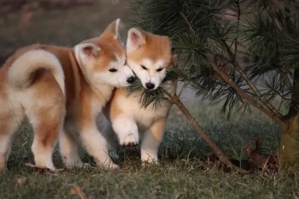 Japon Akita Yavruları Sağlık Ve İrk Garantili
