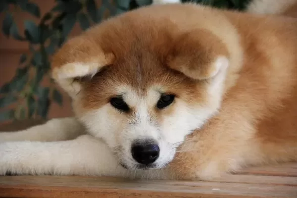 Japon Akita Yavruları Sağlık Ve İrk Garantili