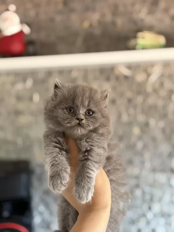British Longhair Gri Yavrularim