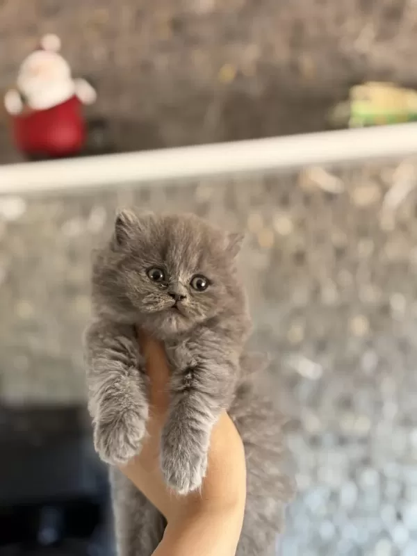 British Longhair Gri Yavrularim